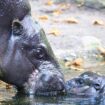 Berliner Zoo: Happy Hippo – Baby-Nilpferd Toni erobert die Besucherherzen im Sturm