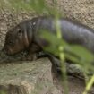 Berliner Zoo: Hippo-Baby Toni entzückt alle beim ersten Badeausflug