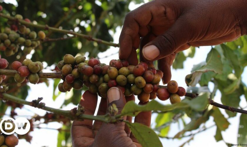 Bitterer Kaffee: Ugander warten weiter auf Entschädigung