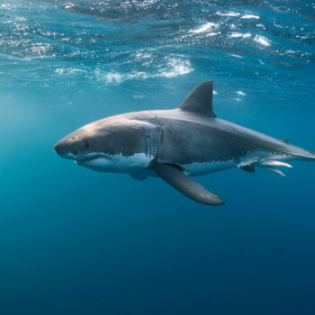 Brésil : des requins testés positifs à la cocaïne après avoir été contaminés en mer