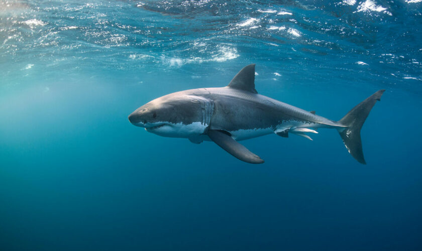 Brésil : des requins testés positifs à la cocaïne après avoir été contaminés en mer