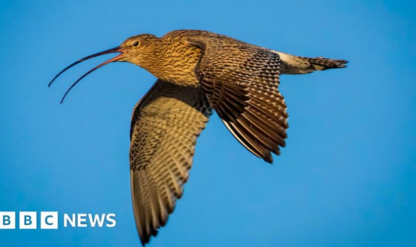 Can drones help save Wales' most threatened bird?