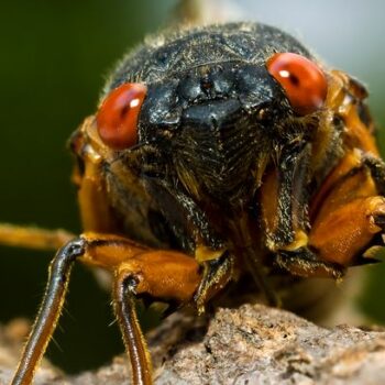 Chicago overrun by terrifying flying cicadas after 'biblical emergence' sparks lockdown