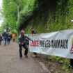 Compans : les animalistes de PAZ volent dans les plumes du spectacle de rapaces des Médiévales