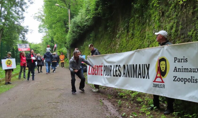 Compans : les animalistes de PAZ volent dans les plumes du spectacle de rapaces des Médiévales