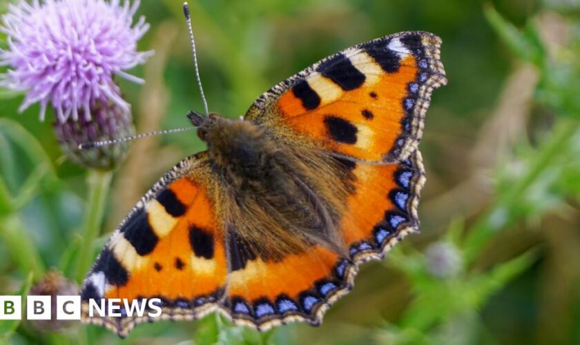 Concerns over record-low butterfly and moth numbers