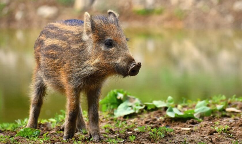 Consultations – Emmanuel macron reçoit actuellement « Pifou », le marcassin chef de file du parti animaliste