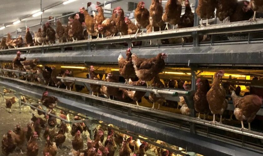 Dans l’Oise, la ferme à plus d’un million de poules inquiète les associations de défense des animaux