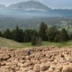 Des Bouches-du-Rhône au Vercors: chez les Lemercier, la transhumance des brebis de mère en fille