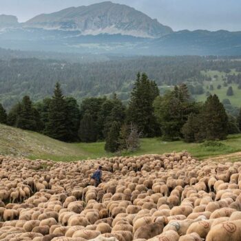 Des Bouches-du-Rhône au Vercors: chez les Lemercier, la transhumance des brebis de mère en fille