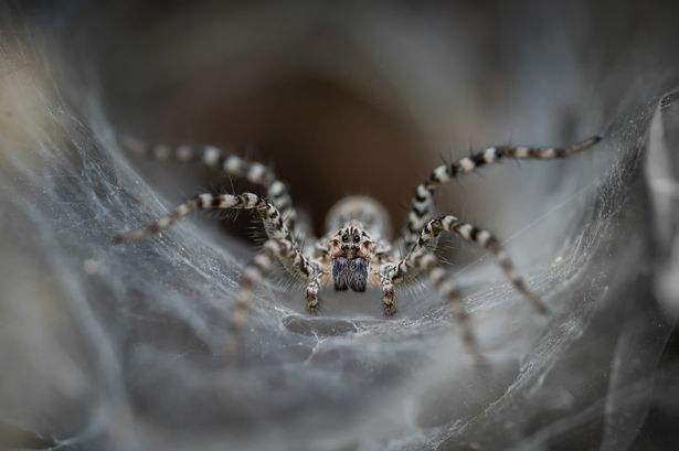 Deter spiders from the home this mating season ‘for good’ with easy 14p lemon peel method