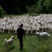 Deux autres foyers de fièvre catarrhale ovine détectés en France