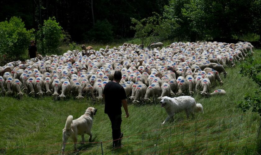 Deux autres foyers de fièvre catarrhale ovine détectés en France