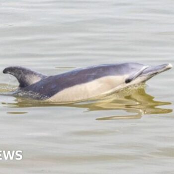 Dolphin found dead on bank of River Thames