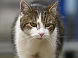 Downing Street officials draw up plans for how to announce death of Larry the Cat: Officials are ready for the day that Number 10's 17-year-old 'chief mouser' finally heads to the Big Cattery in the sky