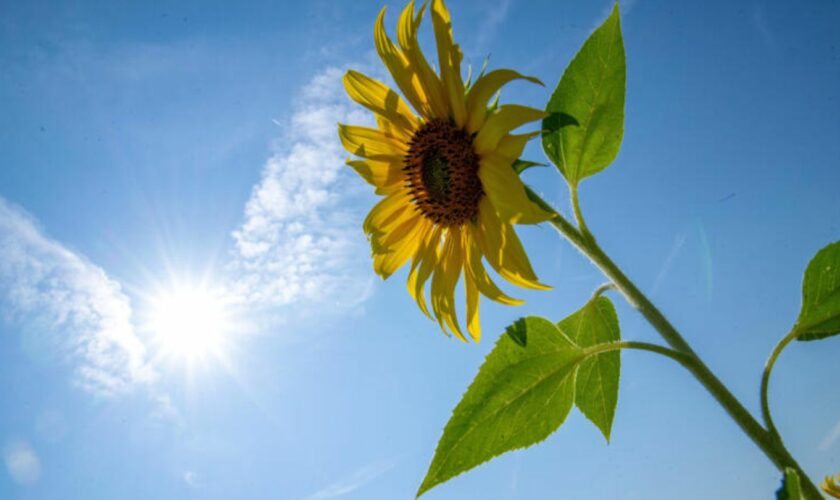 Drei-Tages-Aussicht: Sonniges Wetter am Wochenende – in dieser Region wird es "unerträglich heiß"