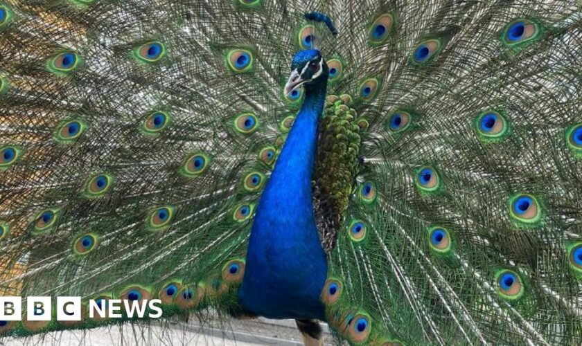 Dunfermline's peacocks given Freedom of the City