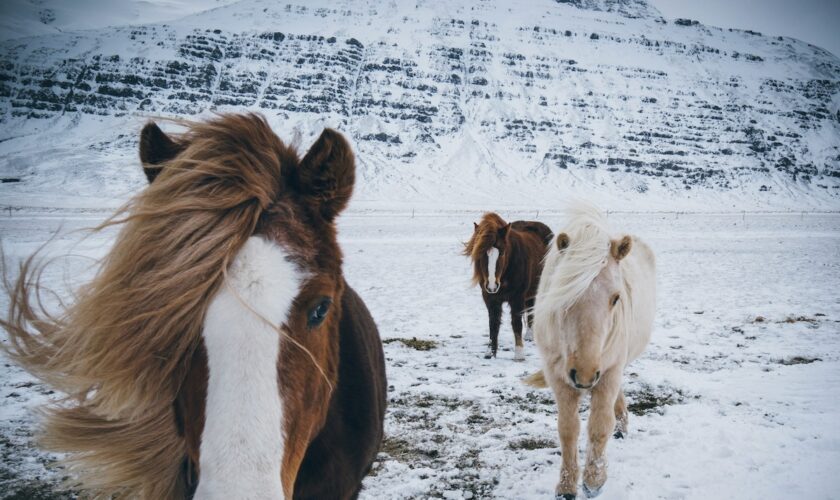 Durant l'ère viking, l'horreur des sacrifices de chevaux