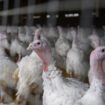 Große Landwirtschaftsbetriebe sind von den strengeren Regelungen betroffen. (Archivbild) Foto: Klaus-Dietmar Gabbert/dpa