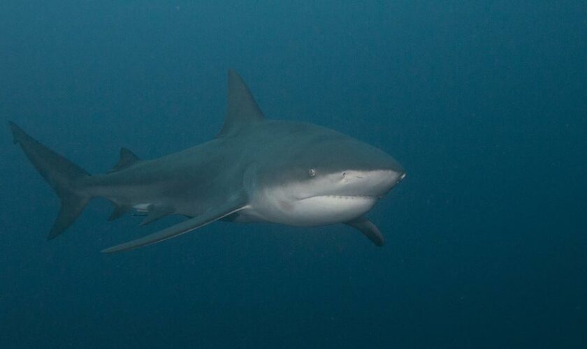 Face aux animaux extraordinaires : au Mozambique, sur le territoire du requin bouledogue