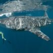 Face aux animaux extraordinaires : avec les requins-baleines, intrigants géants de Djibouti