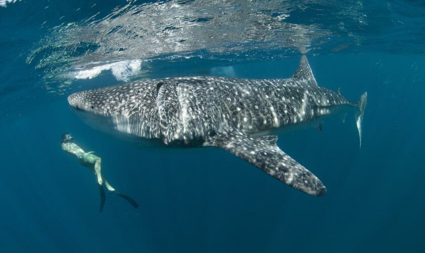 Face aux animaux extraordinaires : avec les requins-baleines, intrigants géants de Djibouti