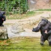 Festín de helados contra el calor en el Zoo de Barcelona