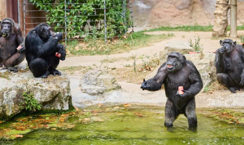 Festín de helados contra el calor en el Zoo de Barcelona