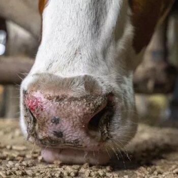 First UK case of Bluetongue virus confirmed with chilling warning over spread of 'dancing disease'