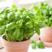 Garden expert reveals how to grow never-ending supply of basil for just pennies