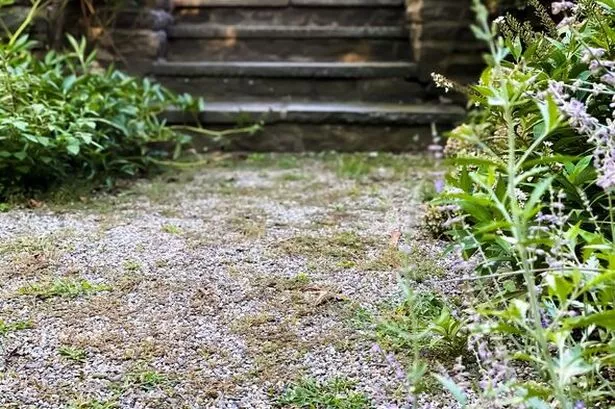 Gardener's 'genius' tip will make weeds disappear in one day - without white vinegar