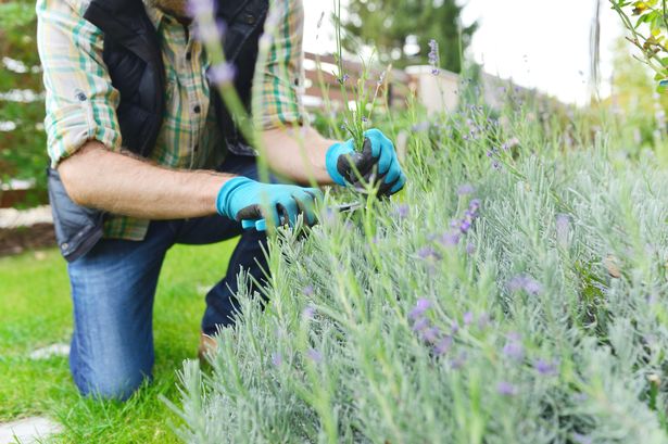 Gardeners warned plants 'must' be pruned by end of August or risk killing them