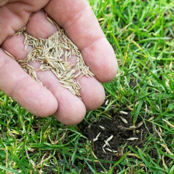 Garten Angebote: Rasensamen in einer Hand über einer Wiese