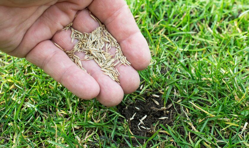 Garten Angebote: Rasensamen in einer Hand über einer Wiese