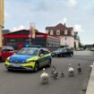 German police take jaywalking swan family under their wing