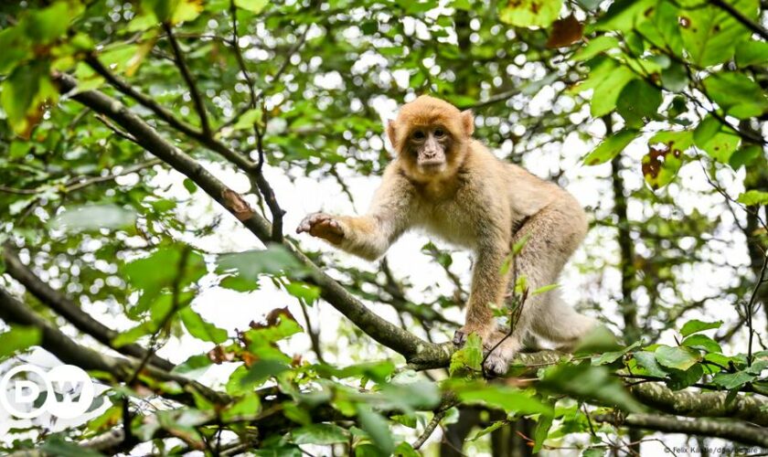 Germany: Endangered animal escapes wildlife park