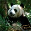 Giant pandas return to San Diego Zoo with fanfare