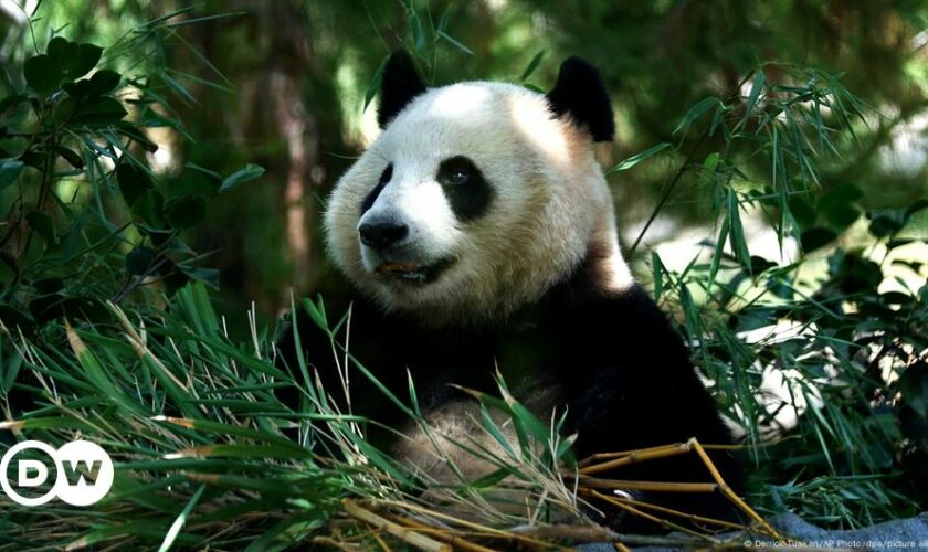 Giant pandas return to San Diego Zoo with fanfare