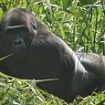 Gorilla born in captivity at sanctuary in Kent becomes first in the world to father babies in the wild - and with two separate mothers