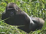 Gorilla born in captivity at sanctuary in Kent becomes first in the world to father babies in the wild - and with two separate mothers