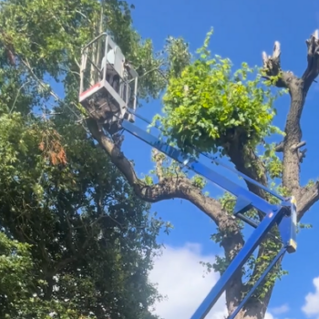 Grandad, 84, refuses to pay tree surgeon prices and lobs off branches himself