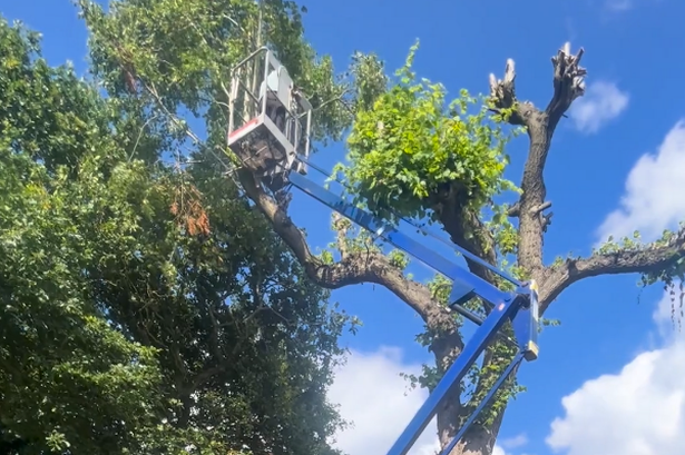 Grandad, 84, refuses to pay tree surgeon prices and lobs off branches himself