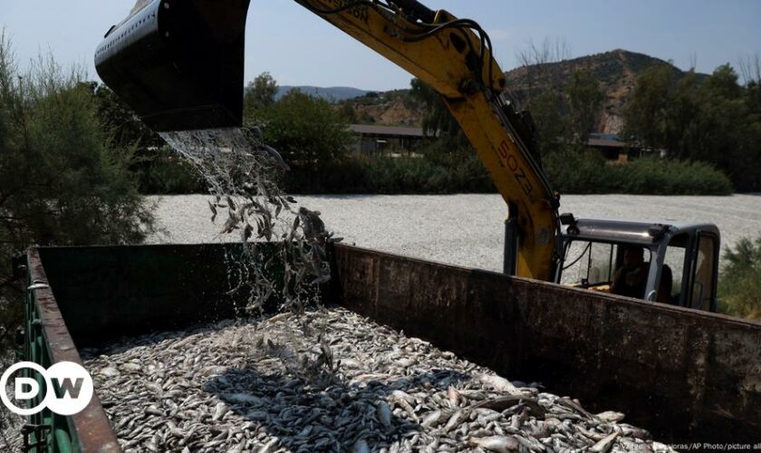 Greece declares state of emergency over flood of dead fish