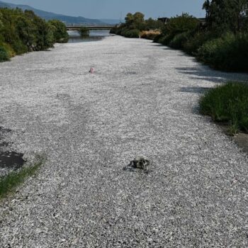 Griechische Stadt Volos ruft Notstand wegen Fischsterben aus