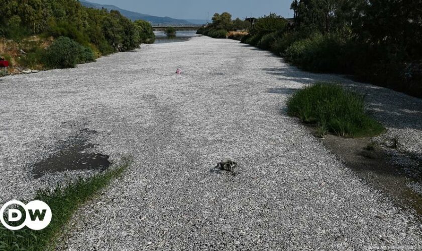 Griechische Stadt Volos ruft Notstand wegen Fischsterben aus