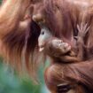 Irland: Stillende Frauen zeigen Orang-Utan-Mutter in Dubliner Zoo, wie sie ihr Baby füttern muss