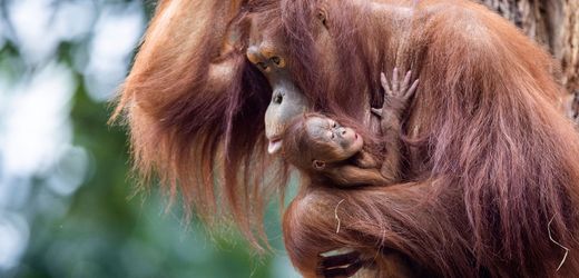 Irland: Stillende Frauen zeigen Orang-Utan-Mutter in Dubliner Zoo, wie sie ihr Baby füttern muss