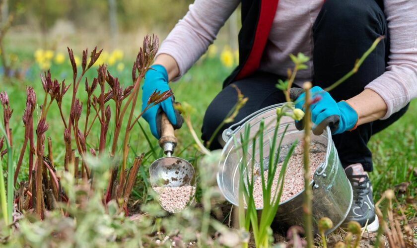 Frühlingsarbeit am Blumenbeet im Garten