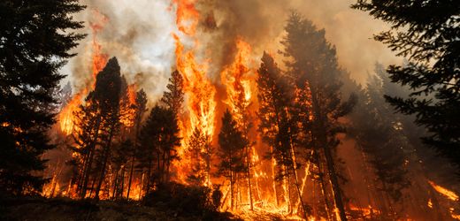 Kanada: Waldbrände übersteigen Emissionen aus fossilen Quellen