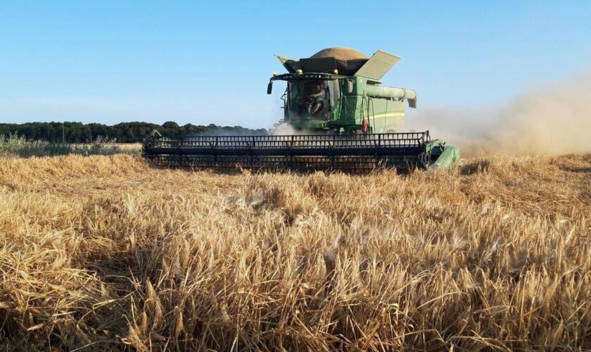 La France enregistre l’« une des plus faibles récoltes » de blé depuis 40 ans, les vendanges également en baisse